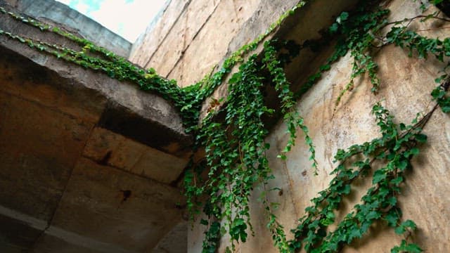 Green vines growing on a concrete wall