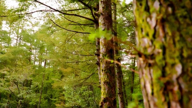Quiet forest with trees and mossy tree trunks