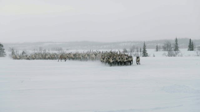 Herd of Reindeer in Snowy Landscape