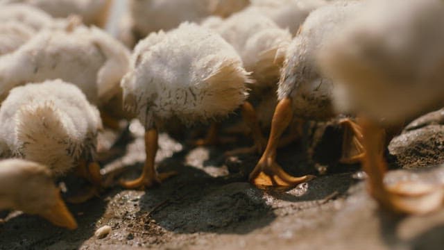 Flock of Ducks Feeding on the Ground