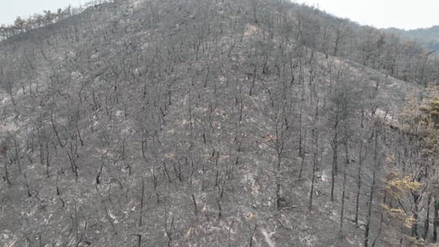 Desolate forest after a forest fire