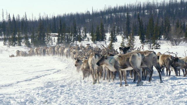 Reindeer Herd Trekking Through Snowy Landscape