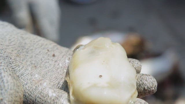 A gloved hand holding a fresh oyster