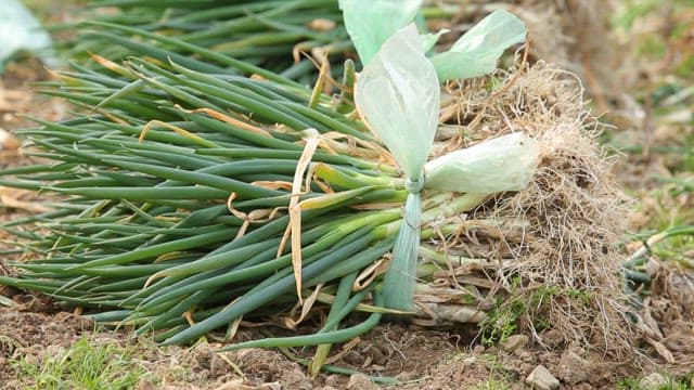Bundles of green onions in a field