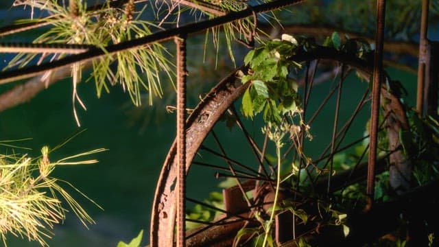 Rusty bicycle wheel overgrown with plants