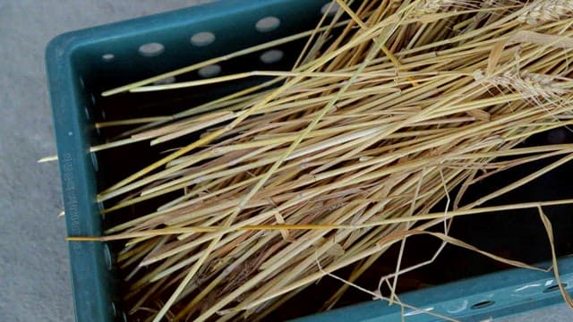 Basket filled with harvested wheat