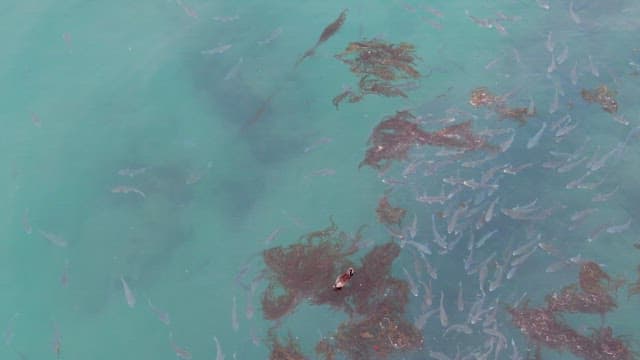 Fish swimming in clear ocean water
