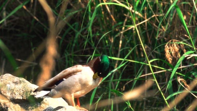 Mallard duck grooming on a rock in a river surrounded by greenery
