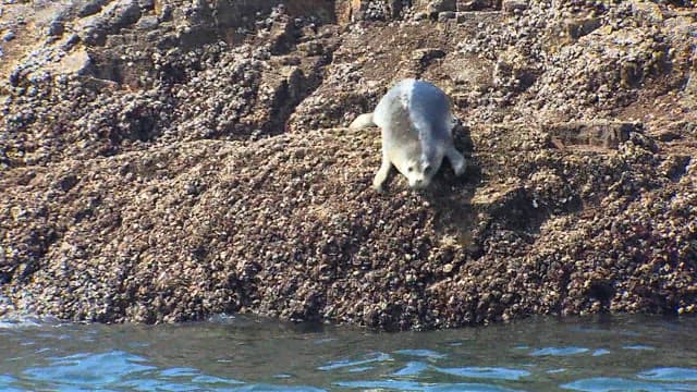 Seal diving into ocean from rocky shoreline