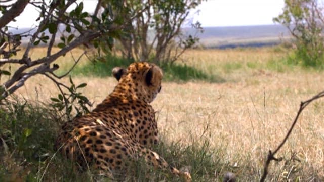 Cheetah Resting in the Savanna Shade