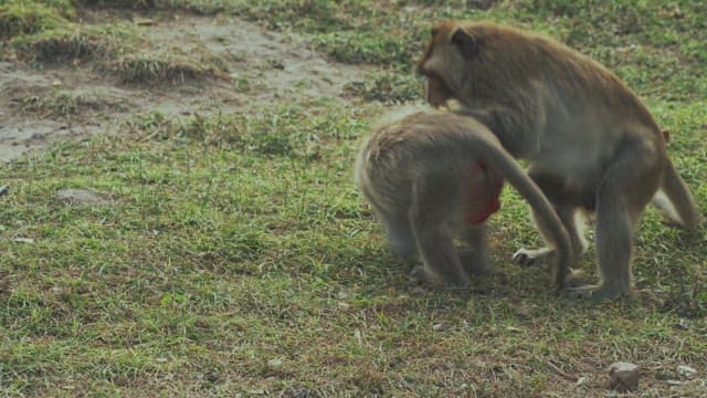 Monkeys Playing on the Green Grass