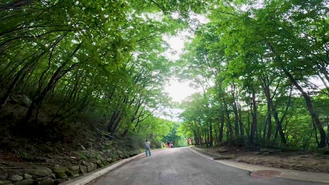 A serene path leading to a temple in a forest