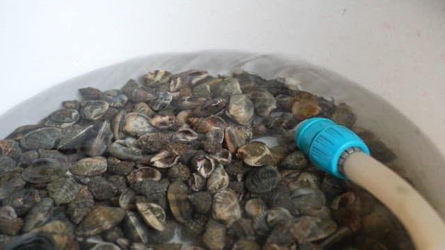 Cleaning live clams using water hose