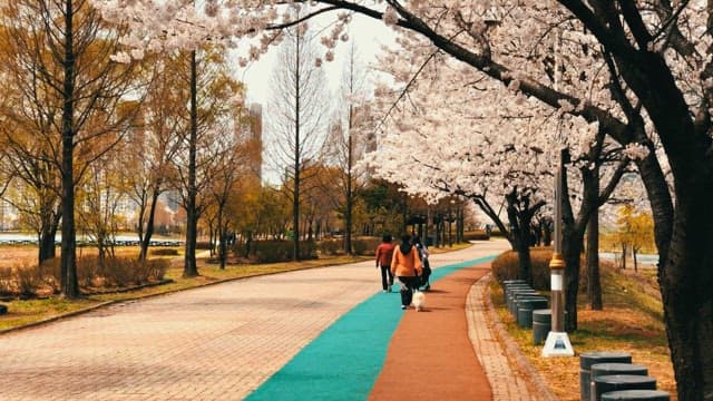People and dog walking in a park with cherry blossoms in full bloom