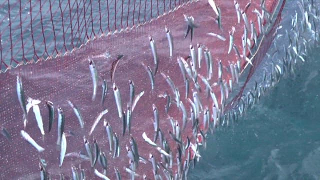 Fresh fish caught in nets in the rippling sea