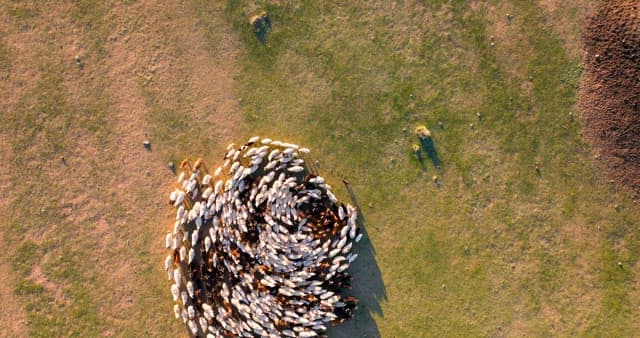 Herd of livestocks moving on a vast plain