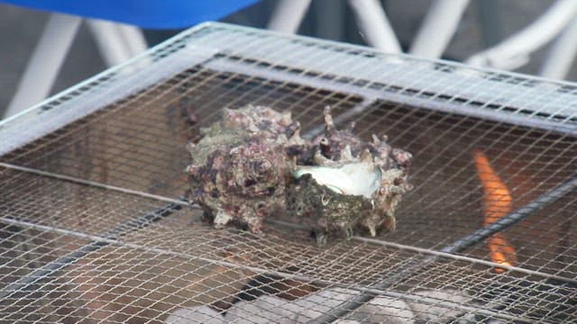Grilling conches on a grill