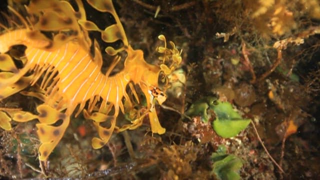 Leafy Seadragon Swimming Through Seaweed
