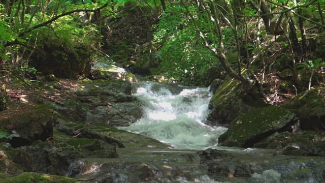Serene forest valley flowing over rocks