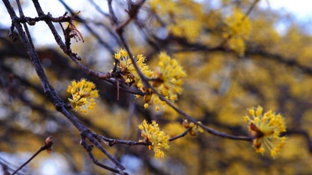 Yellow cornelian cherry flowers blooming on trees in spring