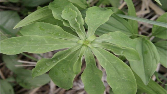 Fresh green turk's cup lilies