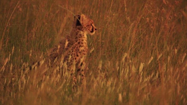 Cheetah Cub in Golden Grass at Dusk