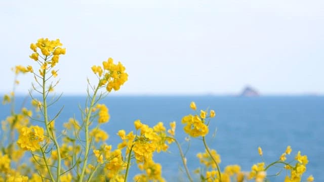 Yellow canola flowers blooming on the coast with a tranquil seascape