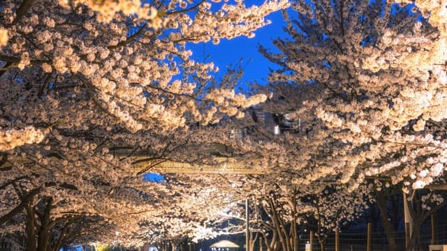 Cherry blossoms under streetlights at dusk