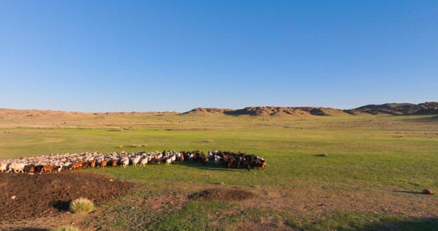 Herd of livestocks moving on a vast plain