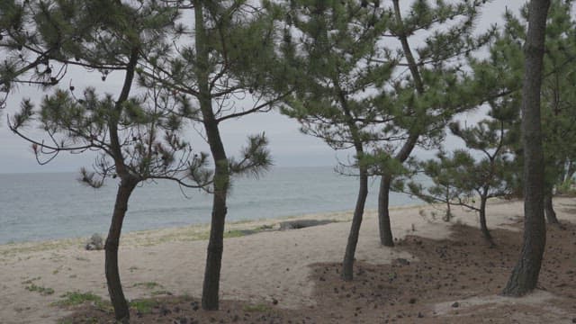 Peaceful Pine Trees Overlooking the Sea