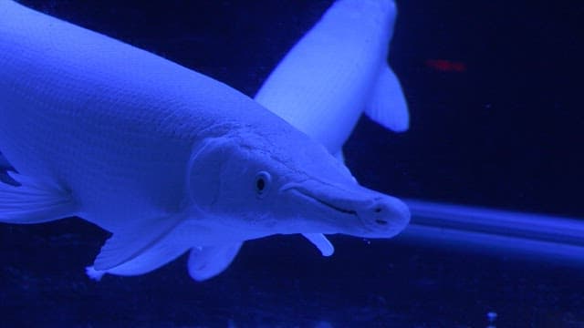 Alligator gar swimming in a blue-lit aquarium