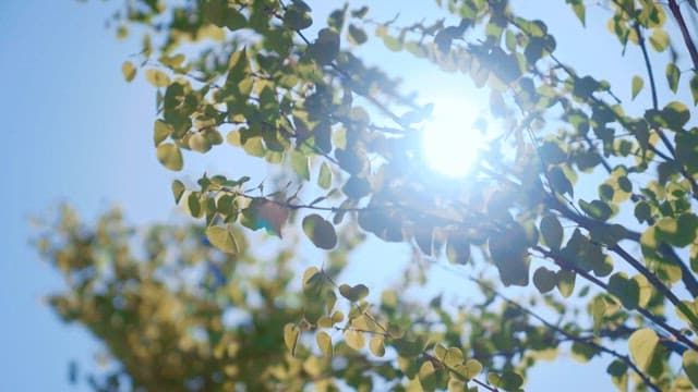 Sunlight filtering through green leaves