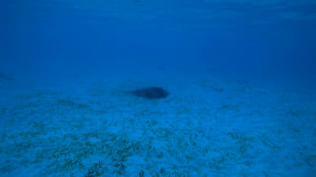 Stingray swimming over seabed in clear water