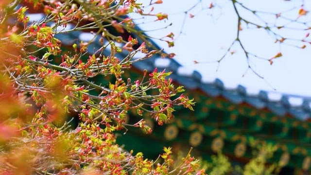 Spring Blossoms Against Traditional Roof
