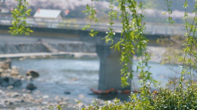 Swaying Willow Branches with Serene River