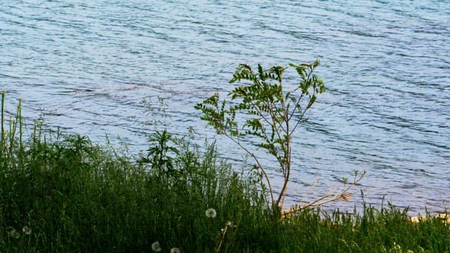 Green grass on the lakeside on a calm day