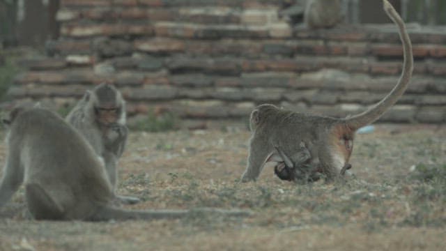 Monkey Nurturing Its Baby