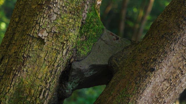 Trees with moss growing in a forest