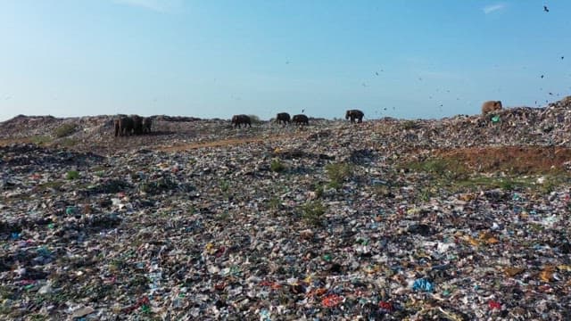 Elephants and flock of birds foraging in a large landfill