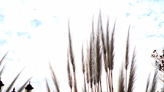 Pampas grass swaying gracefully in the wind