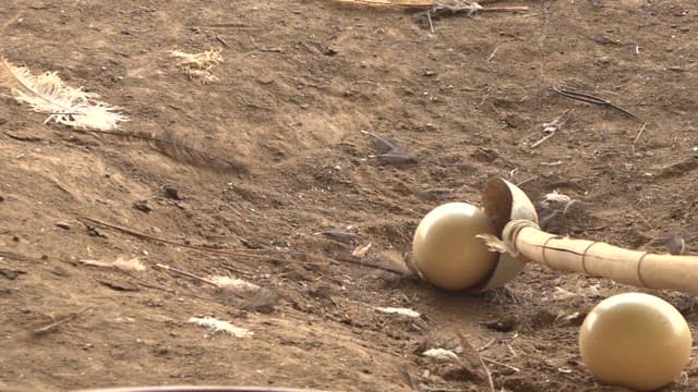 Handling ostrich eggs on a farm