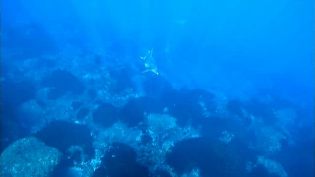 Dolphins swimming gracefully underwater