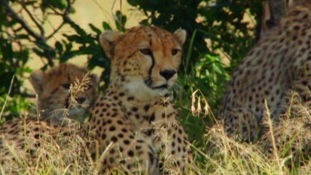 Cheetah family resting under tree shade