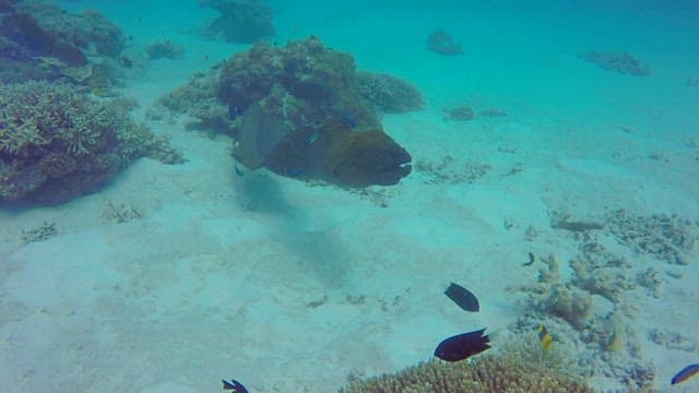 Underwater scene with a large moray eel and coral