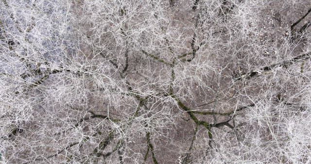 Snow-covered desolate forest full of leafless winter bare trees