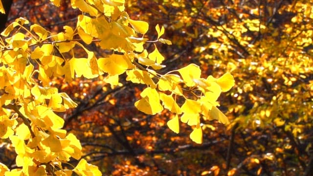 Vibrant yellow ginkgo leaves on a sunny autumn day