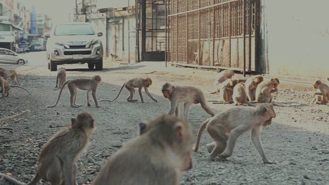 Monkeys in an Alley with Cars Passing by