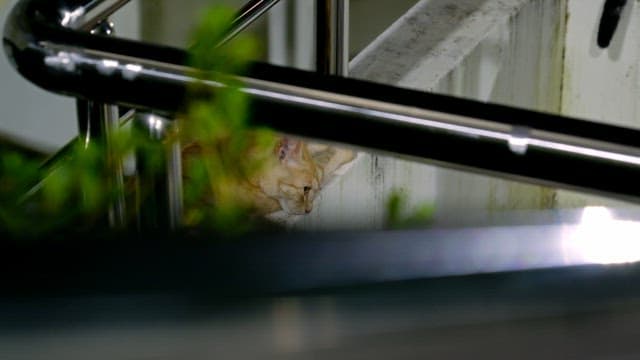 Cat resting on a ledge at night