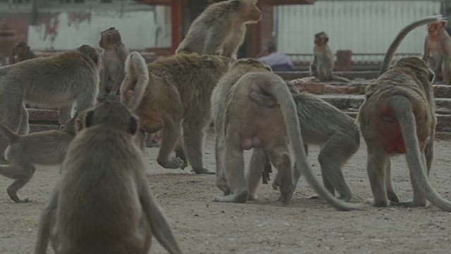 Monkeys Running Fast on the Ground