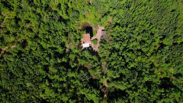 Secluded Building in the Lush Forest